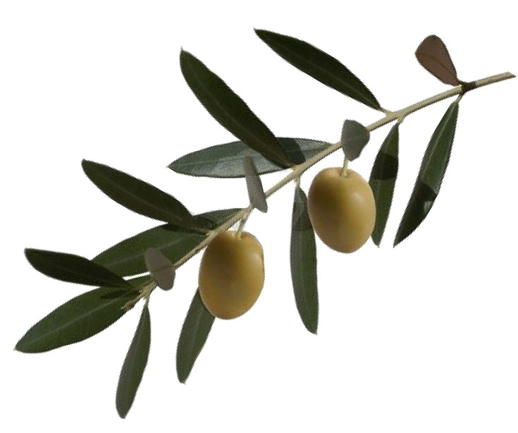 9245608-olive-branch.jpg?w=735